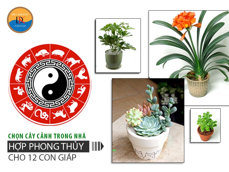 cay phong thuy 12 con giap