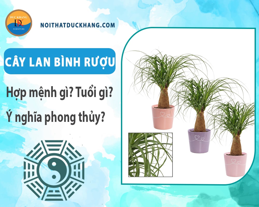 Cây lan bình rượu hợp mệnh gì? Tuổi gì? Ý nghĩa phong thủy?