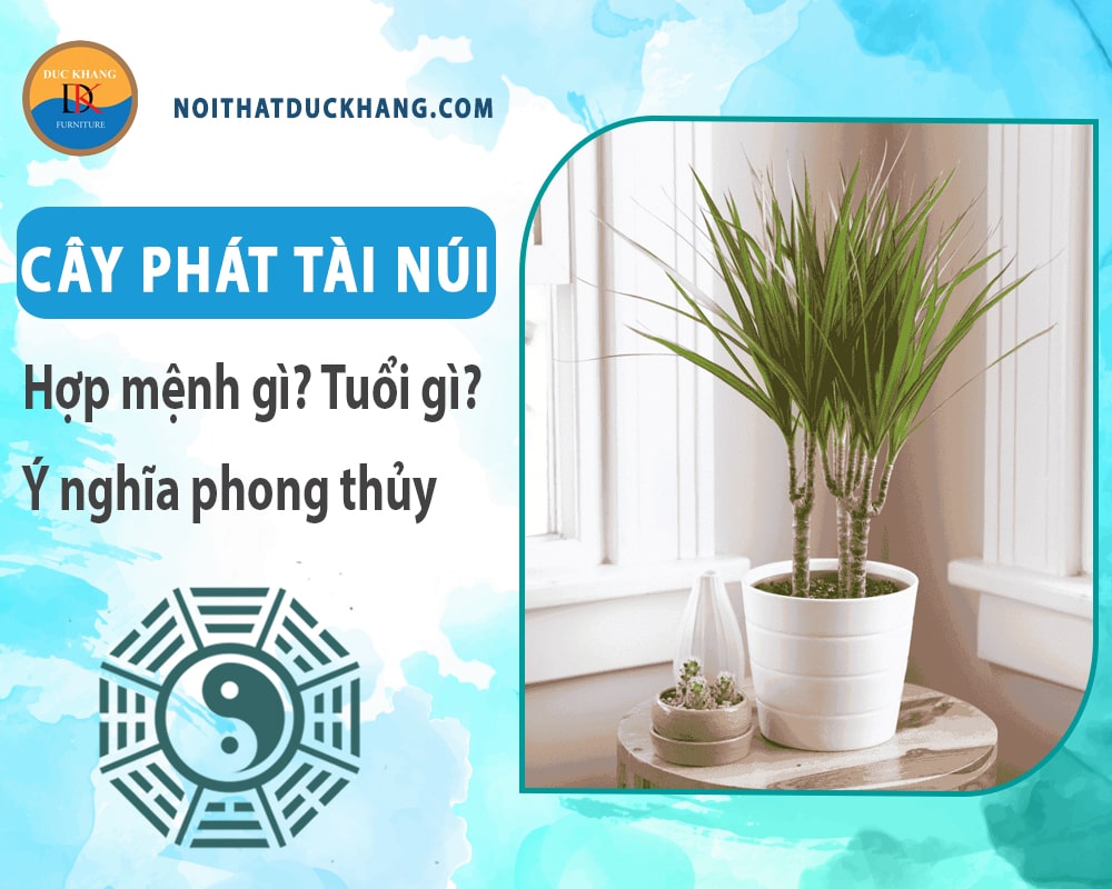 Cây phát tài núi hợp mệnh gì? Tuổi gì? Ý nghĩa phong thủy